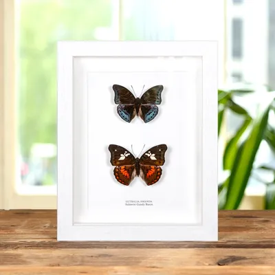 Мужчина и женщина Sulawesi Gaudy Baron In Box Frame (Eutalia amanda) картинки