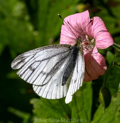 Green Veined White Butterfly — Лицензия, загрузка или печать за 12,40 фунтов стерлингов | Фотографии | Пикфер картинки