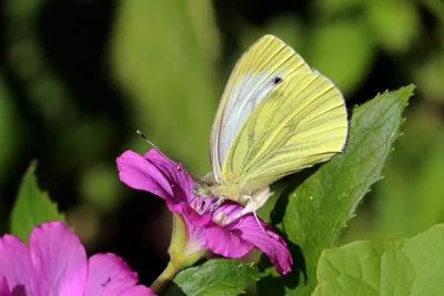 Файл:Белая бабочка с зелеными прожилками (Pieris napi).jpg — Wikimedia Commons картинки