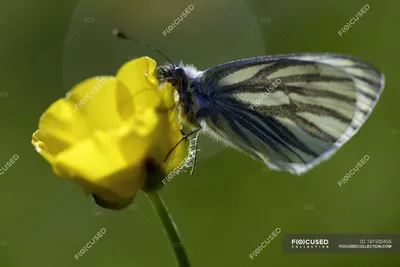 Белая бабочка с зелеными прожилками, Pieris napi, сидит на цветке — крупным планом, природа - Стоковая фотография | #181930456 картинки