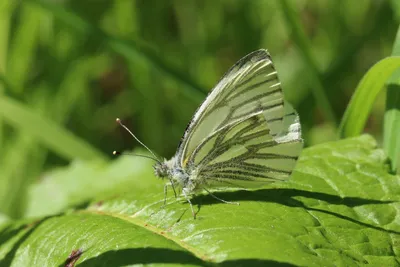 Файл:Белая бабочка с зелеными прожилками (Pieris napi).jpg — Wikimedia Commons картинки