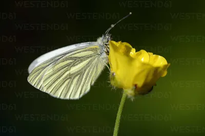 Германия, белая бабочка с зелеными прожилками, Pieris napi, сидящая на полу стоковое фото картинки