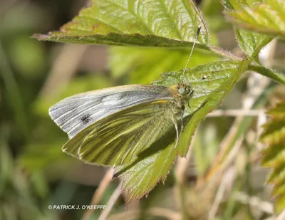 Сырые птицы: БЕЛАЯ БАБОЧКА С ЗЕЛЕНЫМИ ПРОЖИЛКАМИ (Pieris napi) Природный заповедник Турвей, Донабате, Фингал, графство Дублин, Ирландия картинки