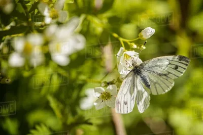 Белая бабочка с зелеными прожилками (Pieris Napi) на растении, крупный план — Фото — Dissolve картинки