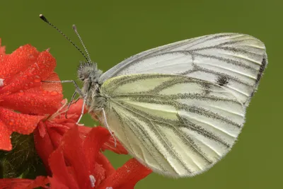 Klein geaderd witje, witje, pieris napi, ei, rups, Green-veined White, зеленые прожилки белые, фото с зелеными прожилками белые, фото, фото бабочек, фото бабочек, фото белых, klein geaderd witje, klein geaderd koolwitje, geaderd witje, фото картинки