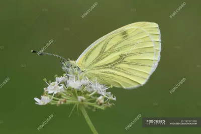 Англия, Белая бабочка с зелеными прожилками, бабочка Pieris napi, сидящая на полевом цветке — Фокус на переднем плане, хрупкость - Стоковая фотография | #181911248 картинки