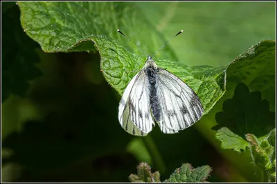 Файл:Белая бабочка с зелеными прожилками (Pieris napi), самка (51170650706).jpg — Wikimedia Commons картинки