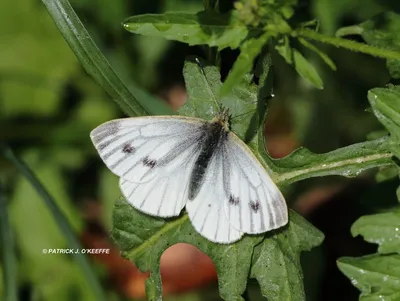 Raw Birds: БЕЛАЯ БАБОЧКА С ЗЕЛЕНЫМИ ПРОЖИЛКАМИ (Pieris napi) в парке Святой Анны и розовых садах, Клонтарф-Ист, Рахени, графство Дублин, Ирландия. картинки