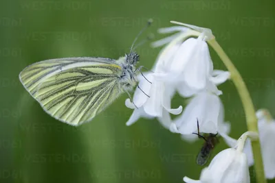 Германия, белая бабочка с зелеными прожилками, Pieris napi, сидящая на полу стоковое фото картинки