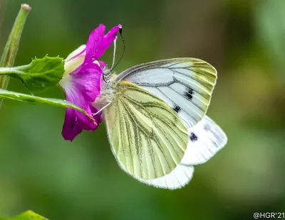 Белая бабочка с зелеными прожилками | ХГР | Flickr картинки