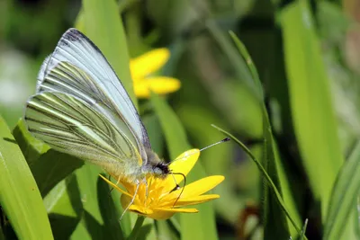 Файл:Белая бабочка с зелеными прожилками (Pieris napi) снизу.JPG — Wikimedia Commons картинки