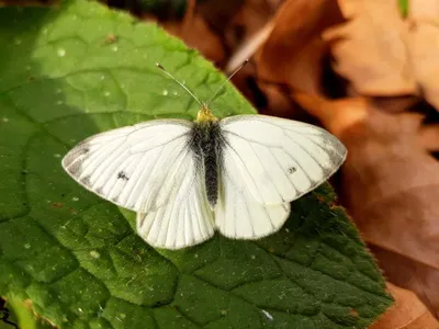 Фотографии белоснежной белоснежки (Pieris napi) · iNaturalist картинки