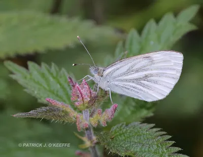 Raw Birds: БЕЛАЯ БАБОЧКА С ЗЕЛЕНЫМИ ПРОЖИЛКАМИ (Pieris napi) Lullymore West Bog, Lullymore, Co. Kildare, Ирландия картинки