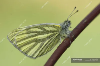 Белая бабочка с зелеными прожилками — pieris napi, background - Стоковая фотография | #180247190 картинки