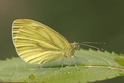 Klein geaderd witje, witje, pieris napi, ei, rups, Green-veined White, зеленые прожилки белые, фото с зелеными прожилками белые, фото, фото бабочек, фото бабочек, фото белых, klein geaderd witje, klein geaderd koolwitje, geaderd witje, фото картинки