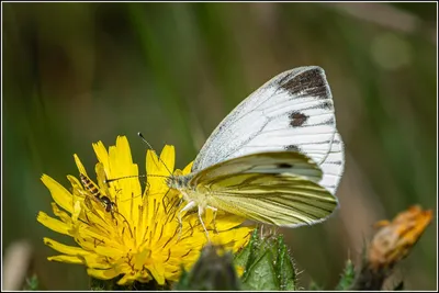 Файл:Белая бабочка с зелеными прожилками (Pieris napi) (50160384327).jpg — Wikimedia Commons картинки