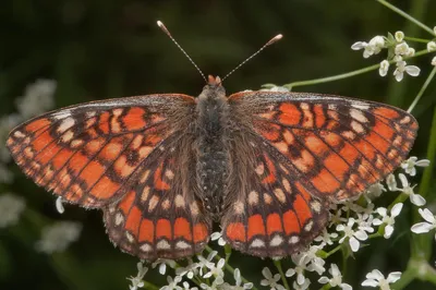 Слайд-шоу 965-13: Редкая рябчатая бабочка (Euphydryas maturna...миль к северу от Санкт-Петербурга. Россия (большой размер) картинки