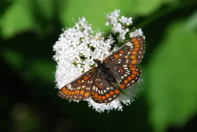 Оригинальная акварельная картина Leucochimona Matisca Butterfly - Etsy картинки