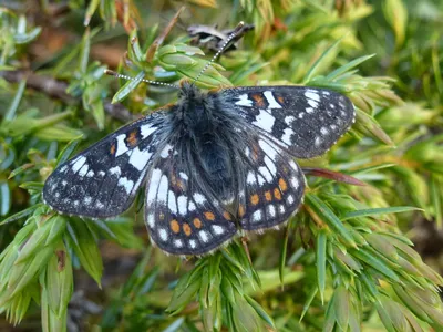 Редкие рябчики (Euphydryas maturna, Hypodryas maturna, Euphydryas), гусеницы питаются жимолостью, Германия Фото со стока - Alamy картинки