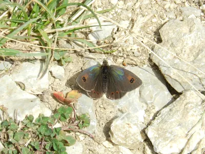 Lycaena Dispar Large Copper Butterfly Photo Stock — Getty Images картинки