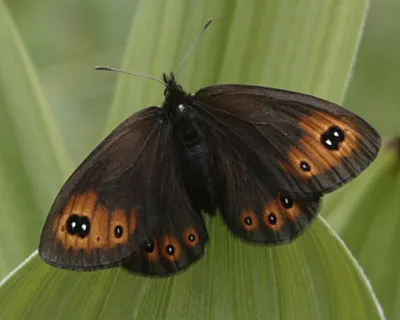 Erebia epipsodea ru.knowledgr.com картинки