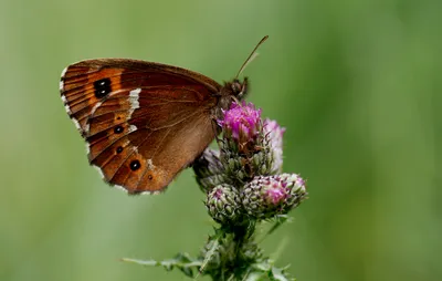 Файл:Weißbindiger Mohrenfalter (Erebia ligea), Hohlenwiesbach, Rocherath, Ostbelgien (20070864516).jpg — Википедия картинки