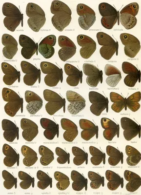 Файл:Erebia3Seitz.jpg — Викисклад картинки