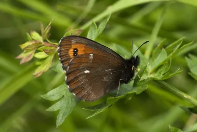 Erebia ligea, Арран Браун картинки