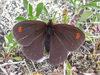 Arctic Woodland Ringlet, Erebia polaris - Бабочки - NatureGate картинки