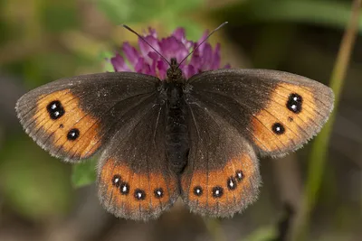 Файл:Шотландское колечко Butterfly — İskoç Güzelesmeri — Erebia aethiops.jpg — Wikimedia Commons картинки