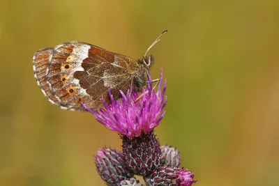 Grote erebia, erebia euryale, Большое колечко, колечко, колечки, satyridae, grote erebia, - Butterfly & Nature Photography by Silvia Reiche картинки