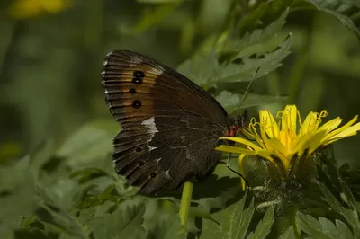 Erebia ligea, Арран Браун картинки