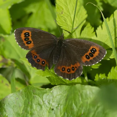 Erebia ligea (Linnaeus, 1758) Weißbindiger Mohrenfalter - Alexanders Schmetterlinge картинки