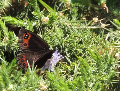 Mariposas y orugas (Volvoretas e eirugas): La Erebia palarica, un precioso endemismo ibérico картинки