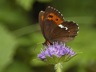 Erebia ligea, Арран Браун картинки