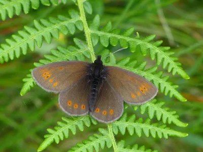 UK Butterflies - Эребия картинки