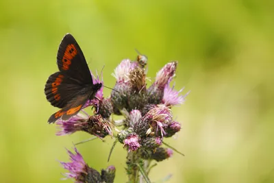 Grote erebia, erebia euryale, Большое колечко, колечко, колечки, satyridae, grote erebia, - Butterfly & Nature Photography by Silvia Reiche картинки