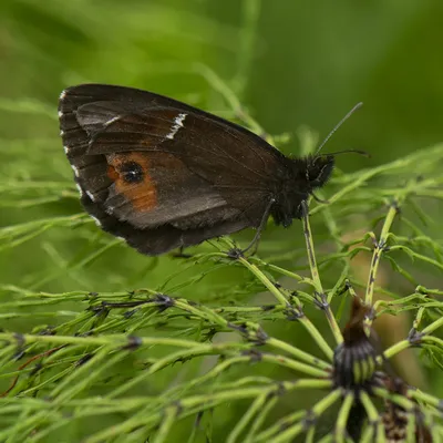 Erebia ligea (Linnaeus, 1758) Weißbindiger Mohrenfalter - Alexanders Schmetterlinge картинки