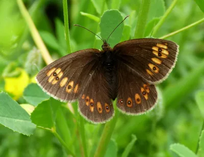 UK Butterflies - Эребия картинки