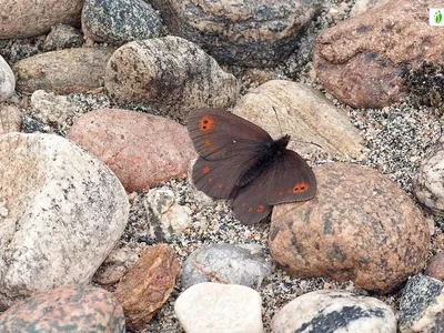 Arctic Woodland Ringlet, Erebia polaris - Бабочки - NatureGate картинки