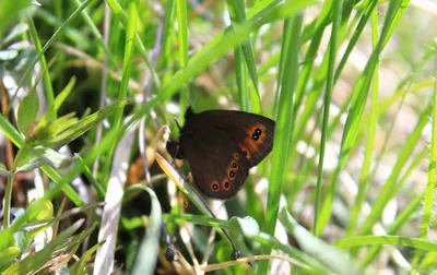 Erebia aethiops стоковые фотографии и изображения высокого разрешения - Alamy картинки