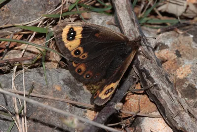 Erebia ligea, Арран Браун картинки