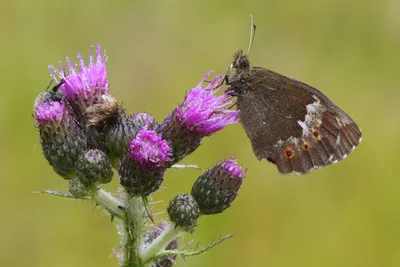 lepinet.fr - Erebia rondoui - Le Moiré de Rondou (Erebia hispania auct.) картинки