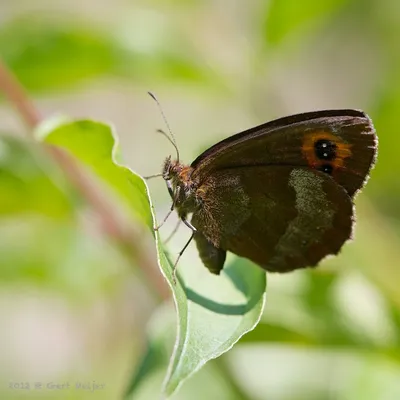 Erebia ligea (Linnaeus, 1758) Weißbindiger Mohrenfalter - Alexanders Schmetterlinge картинки