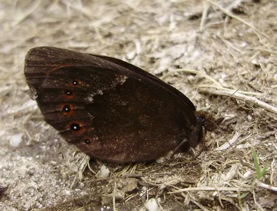 コツバメ |動物 ＞ 虫・昆虫 | ГАНРЕФ картинки