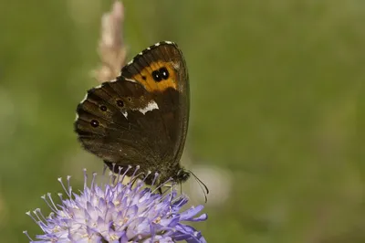 Велики крнак (Erebia ligea) - Plantea картинки