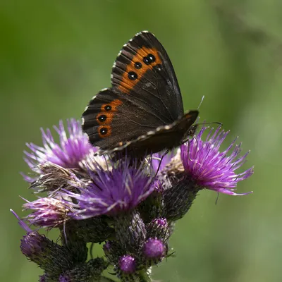 Эребия | Biodiv'Occitanie - OC'Nat картинки