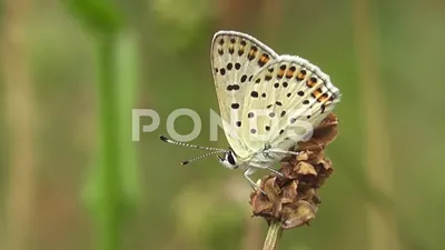 Черная медная бабочка (Lycaena tityrus)... | сток видео | Пруд5 картинки