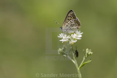 Закопченная медная бабочка Lycaena tityrus на цветке маргаритки - Лицензия, скачать или распечатать за £8.68 | Фотографии | Пикфер картинки