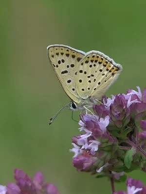 UK Butterflys - Sooty Copper - Lycaena tityrus картинки